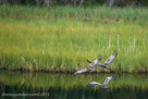 Six days after his first glide, Pi follws his parent across the pond.