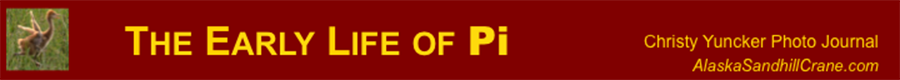 Little Pi foages