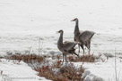A lound noise startles them