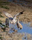 Roy dances to Millie two days before incubation starts.