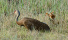 FORAGING - Pi jumps and works to keep up as Roy strides through the tall grass.