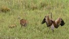 PI FALLS DOWN DOWN - When he is 12 days old, Pi falls down on his side just as he starts to dance, (sequence, 1st of 6)