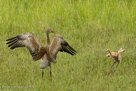 FAMILY DANCE -Pi jumps and starts to spread his wings.