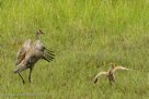 FAMILY DANCE -Pi runs as he  wingspreads.