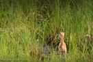 Pi stretches toward the dragonfly. (2nd of 3)