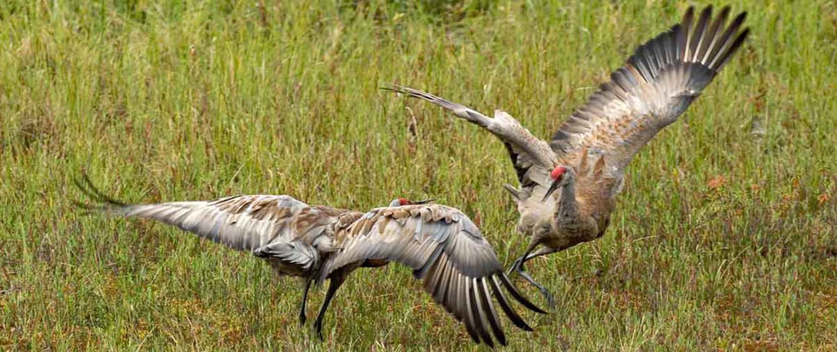 Roy and Millie's minuet